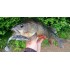 Форма Таф  (Crazy Fish TOUGH)